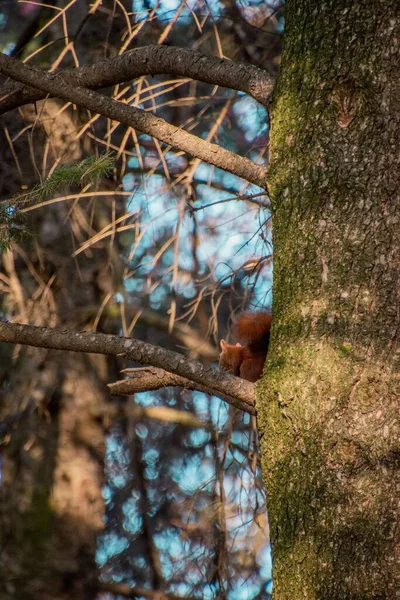 Close Esquilo Uma Árvore — Fotografia de Stock