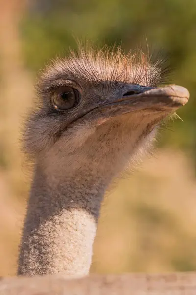 Sıradan Bir Devekuşunun Yakın Plan Portresi Struth Camelus — Stok fotoğraf