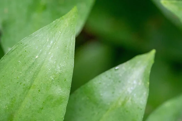 Eine Nahaufnahme Von Hellgrünen Blättern Des Wachsenden Frischen Bärlauch Ramson — Stockfoto