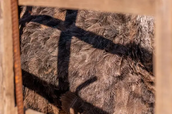 Eine Nahaufnahme Des Gefieders Eines Straußes Struthio Camelus — Stockfoto