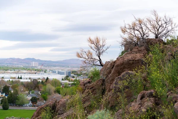 Hermoso Plano Árboles Sin Hojas Creciendo Rocas Fondo Edificios Reno —  Fotos de Stock