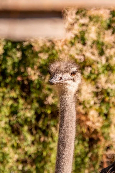 Portrait Ostrich Long Neck Outdoors Sunny Day — Stock Photo, Image