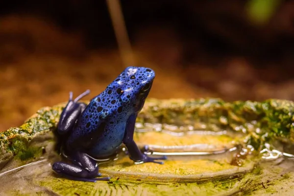 Zbliżenie Błękitnej Zatrutej Strzałki Żaba Dendrobates Tinctorius Azureus — Zdjęcie stockowe