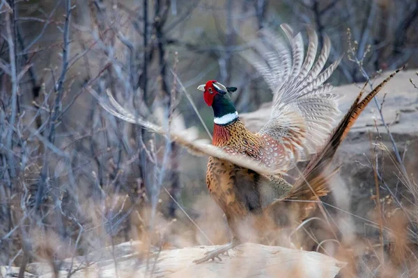 Scenic View Common Pheasant Surrounded Wooden Branches Blurred Background — Stock Photo, Image