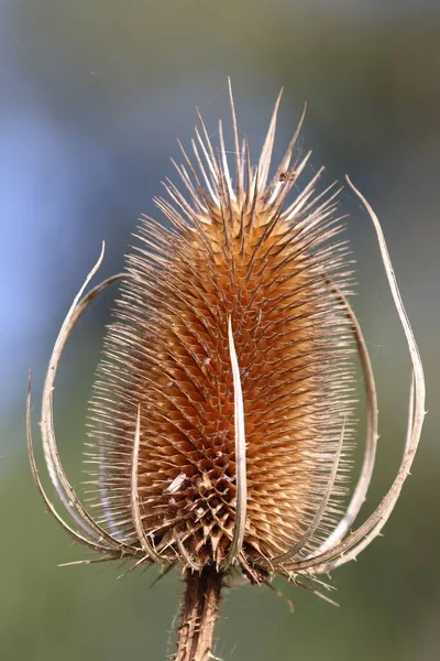 Primer Plano Una Planta Teasel Salvaje —  Fotos de Stock