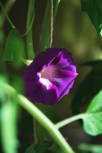 Вертикальний Знімок Звичайної Квітки Ранкової Ipomoea Purpurea — стокове фото