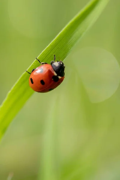 Closeup Shot Ladybug Plant — Stock Photo, Image