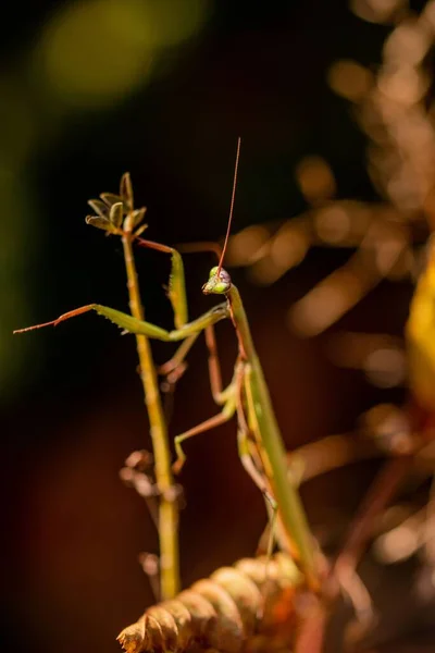 Makro Eurooppalaisen Rukoilijasirkka Mantis Eligiosa Kasvi — kuvapankkivalokuva