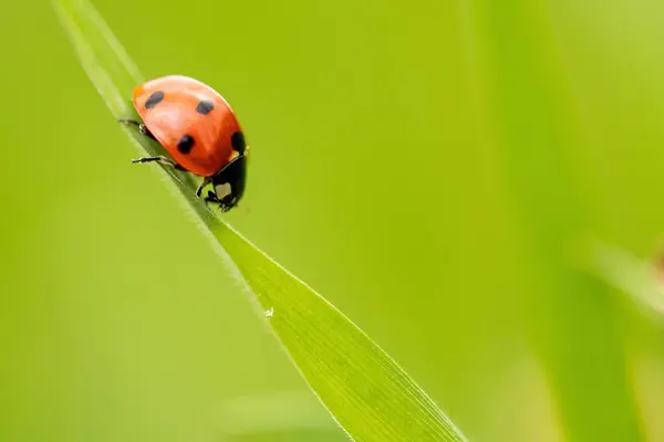 Tiro Macro Uma Joaninha Uma Planta Verde — Fotografia de Stock