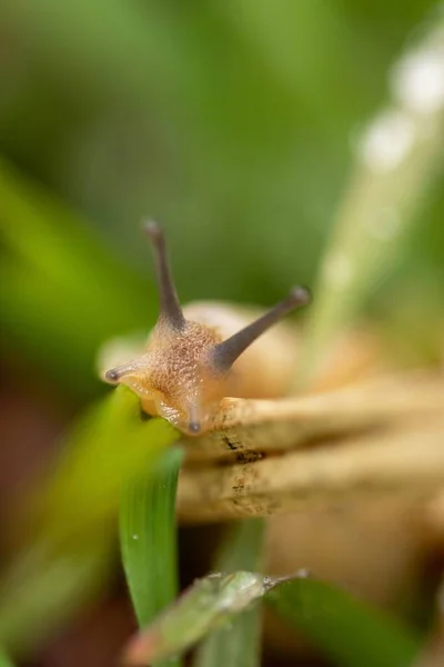 Närbild Snigel Gröna Växter — Stockfoto