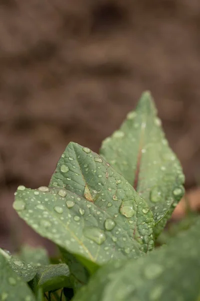 Ein Vertikaler Schuss Grüner Blätter Mit Wassertropfen Darauf — Stockfoto