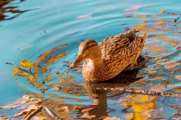 Canard Sauvage Femelle Anas Platyrhynchos Pataugeant Dans Lac — Photo