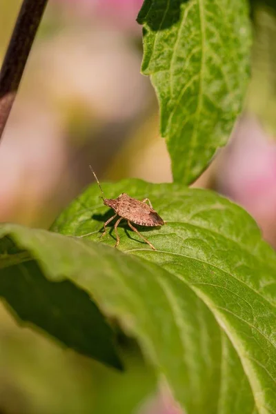 Una Macro Bicho Hedor Marmorado Marrón Halyomorpha Halys Una Hoja — Foto de Stock