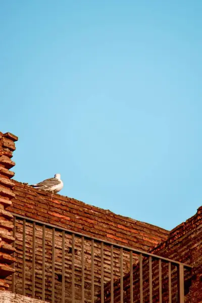 Mavi Gökyüzü Zeminine Karşı Tuğla Bina Üzerine Tünemiş Bir Kuş — Stok fotoğraf