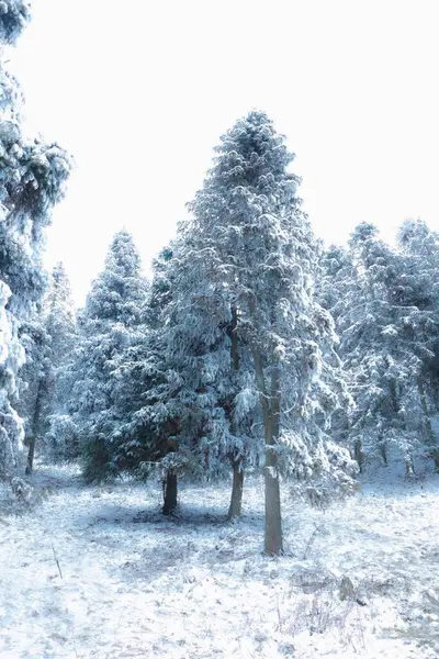 Tiro Vertical Uma Bela Floresta Durante Inverno — Fotografia de Stock