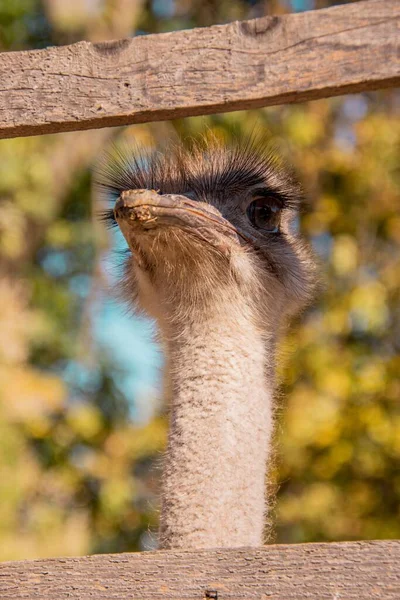 フェンスの後ろに共通のダチョウの頭 Struthio Camelus の垂直閉鎖 — ストック写真