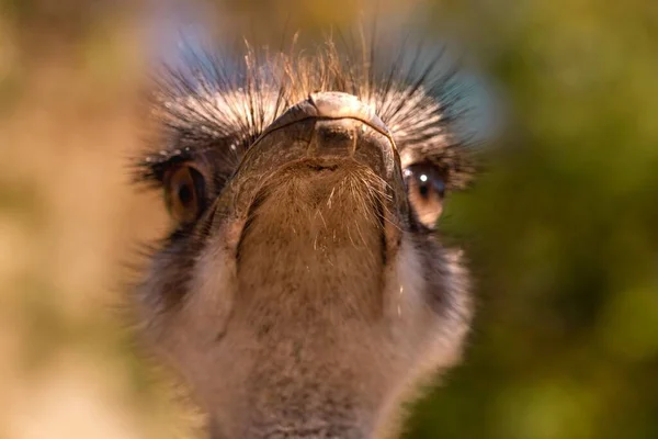 Detailní Portrét Obyčejného Pštrosa Struthio Camelus — Stock fotografie