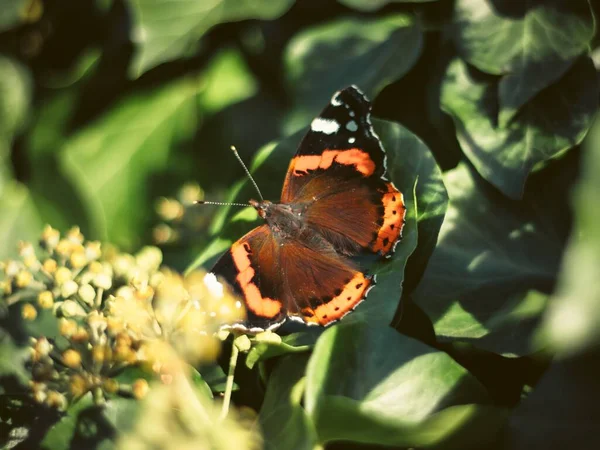 Eine Nahaufnahme Eines Roten Admirals Vanessa Atalanta — Stockfoto