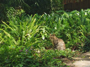 Bahçede yürüyen Avrupalı bir kedinin yakın plan fotoğrafı.