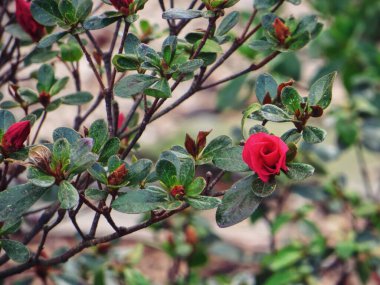 Rose 'un daldaki seçici odak noktası.