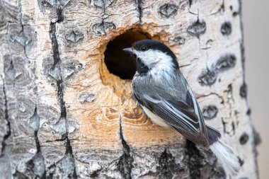 A closeup shot of a coal tit bird perched on a wooden tree trunk in daylight