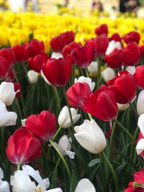 Güneşli bir günde bahçede büyüyen güzel lalelerin yakın çekimi.