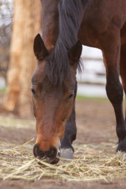Kahverengi atın kuru otları yediği dikey bir yakın çekim.