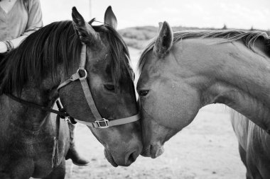 Gri tonda, iki atın birbirini öptüğü yakın plan bir çekim.
