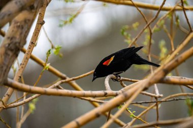 Ağaçta tünemiş kırmızı kanatlı bir karatavuğun yakın çekimi.