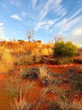 Uluru ya da Güney Avustralya 'daki Ayers Kayası yakınlarındaki çölde büyüyen yeşilliğin dikey görüntüsü.