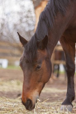 Kahverengi atın kuru otları yediği dikey bir yakın çekim.