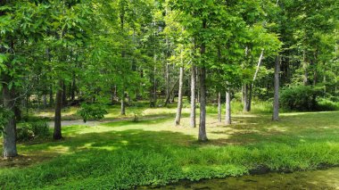 Ormandaki taze yeşil ağaçlar