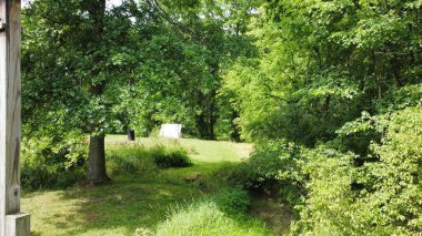 Ormandaki taze yeşil ağaçlar