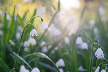 Güneş ışığı altındaki bir tarlada kardamlalarının yakın çekimi.