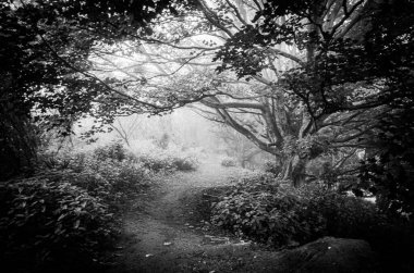 Gri tonda sisli bir ormanın ortasında bir patika.