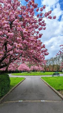 Çiçek açan kiraz ağaçları ve bankları olan park alanının dikey görüntüsü.