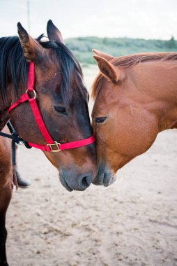 Birbirini öpen iki atın dikey yakın çekimi.