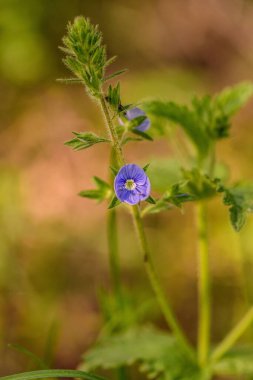 Mor kedinin gözlerinin dikey yakın çekimi çiçekler (Veronica chamaedrys)