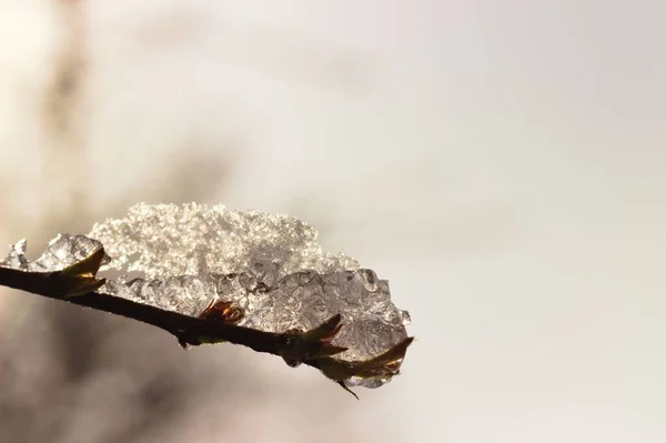 Primer Plano Una Delgada Rama Cubierta Hielo Durante Invierno — Foto de Stock