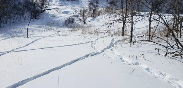Beyaz Kar Üzerinde Kış Ormanında Ayak Izleri Olan Bir Patika — Stok fotoğraf