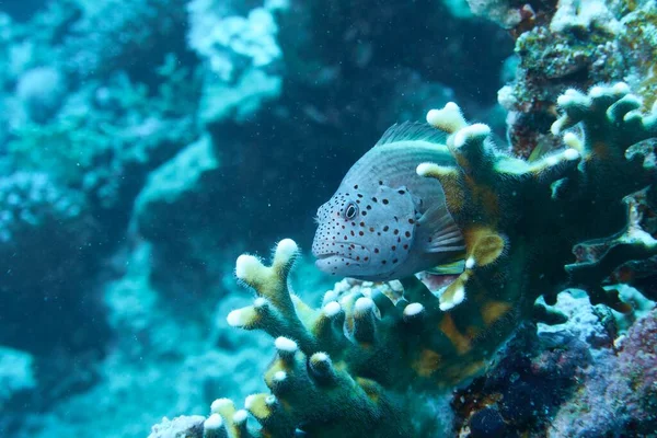 산호에서 바라본 아름다운 물고기의 — 스톡 사진