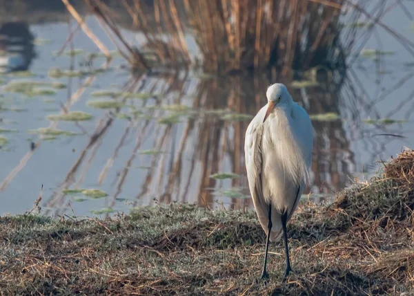 Una Majestuosa Gran Egret Orilla Cerca Lago — Foto de Stock