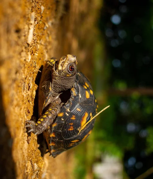 Güneşte Bir Tennessee Kaplumbağası — Stok fotoğraf