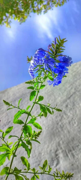 Vertikal Bild Blommande Ljusa Lila Lobelia Blommor — Stockfoto