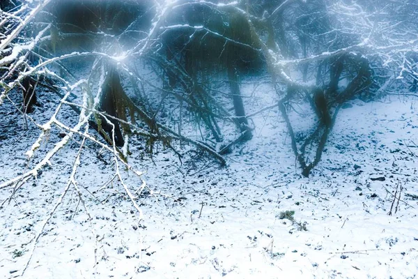 Suche Gałęzie Pokryte Śniegiem Ciemności — Zdjęcie stockowe