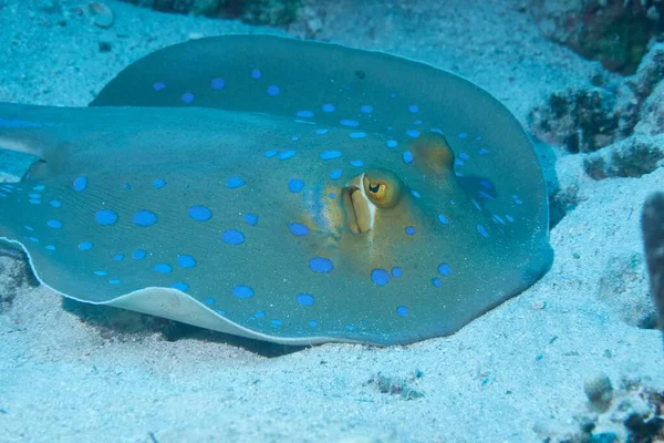 Gros Plan Beau Rayon Bleu Tacheté Sous Eau — Photo