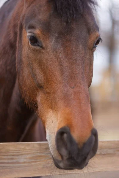 Porträt Eines Anmutigen Braunen Pferdes Auf Der Koppel — Stockfoto