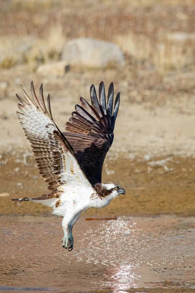 昼間に水面上の飛行中の獲物の垂直ショット — ストック写真