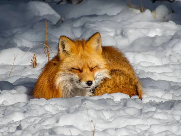 一只可爱的橙色狐狸睡在雪地上 — 图库照片