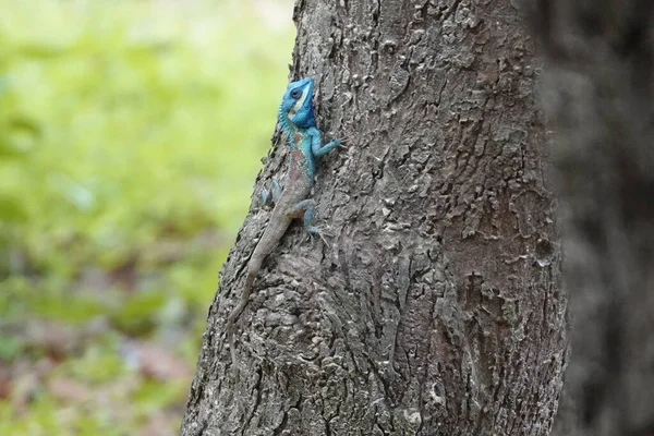 Selective Focus Shot Chameleon Disguised Tree Bark — Stock Photo, Image